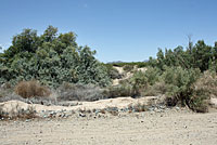 Long-tailed Brush Lizard Habitat