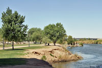 Colorado River Tree Lizard Habitat