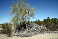 Colorado River Tree Lizard Habitat