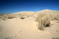 Mohave Fringe-toed Lizard Habitat