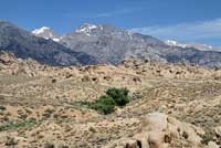 Great Basin Whiptail Habitat