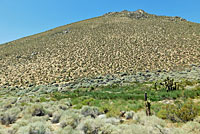 Western Side-blotched Lizard Habitat