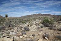 Western Side-blotched Lizard Habitat