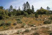 Western Side-blotched Lizard Habitat