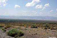 Nevada Side-blotched Lizard Habitat