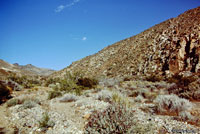 Great Basin Whiptail Habitat