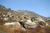 Granite Night Lizard Habitat