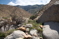 Granite Spiny Lizard Habitat