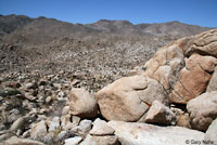 Granite Spiny Lizard Habitat