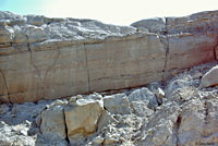 Sandstone Night Lizard Habitat