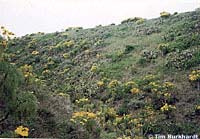 San Clemente Night Lizard Habitat