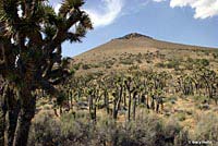 Desert Night Lizard Habitat