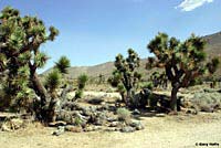 Desert Night Lizard Habitat