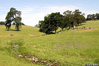 california kingsnake habitat