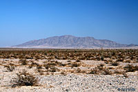 Northern Desert Iguana Habitat