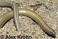 California Legless Lizard