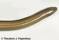 California Legless Lizard