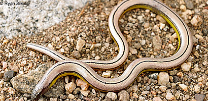 California Legless Lizard