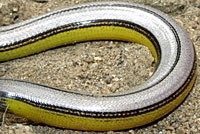 California Legless Lizard