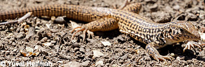 California Whiptail