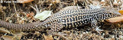 California Whiptail