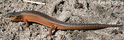 San Francisco Alligator Lizard