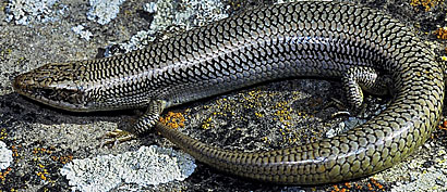 Variegated Skink