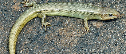 Variegated Skink