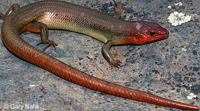 Northern Brown Skink