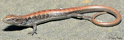 California Alligator Lizard