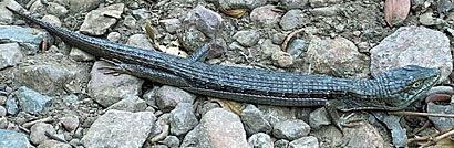 California Alligator Lizard