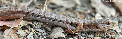 California Striped Racer