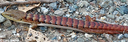 California Striped Racer