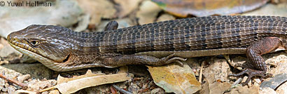 Oregon Alligator Lizard