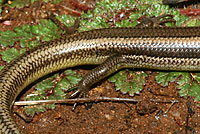 Skilton's Skink