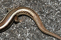 skink