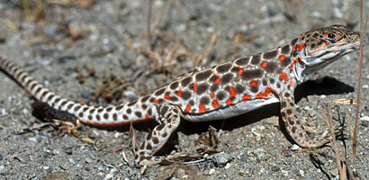 Long-nosed Leopard Lizard