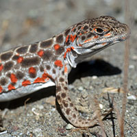 Long-nosed Leopard Lizard