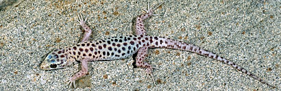 Sandstone Night Lizard