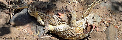 Coast Horned Lizard