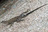 Mearns' Rock Lizard