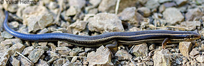 Skilton's Skink