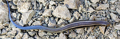 Skilton's Skink