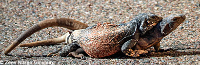 Great Basin Collared Lizard