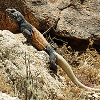 Common Chuckwalla