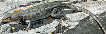 Northern Sagebrush Lizard