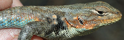 Northern Sagebrush Lizard