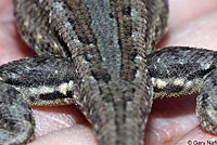 Northern Sagebrush Lizard