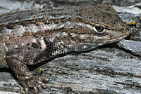 Northern Sagebrush Lizard