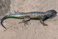 Island Fence Lizard